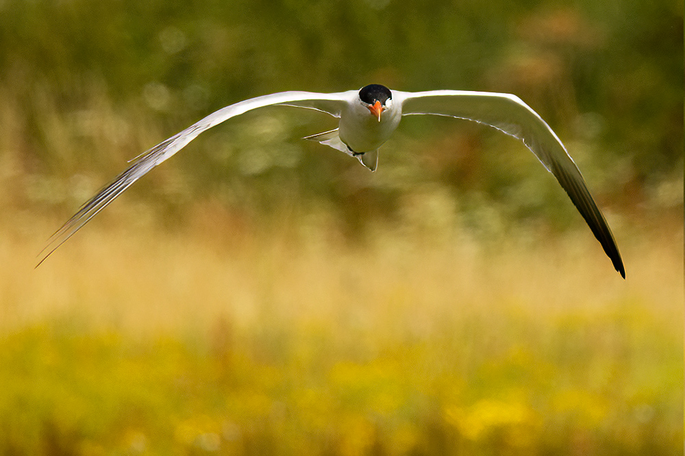 Caspian tern